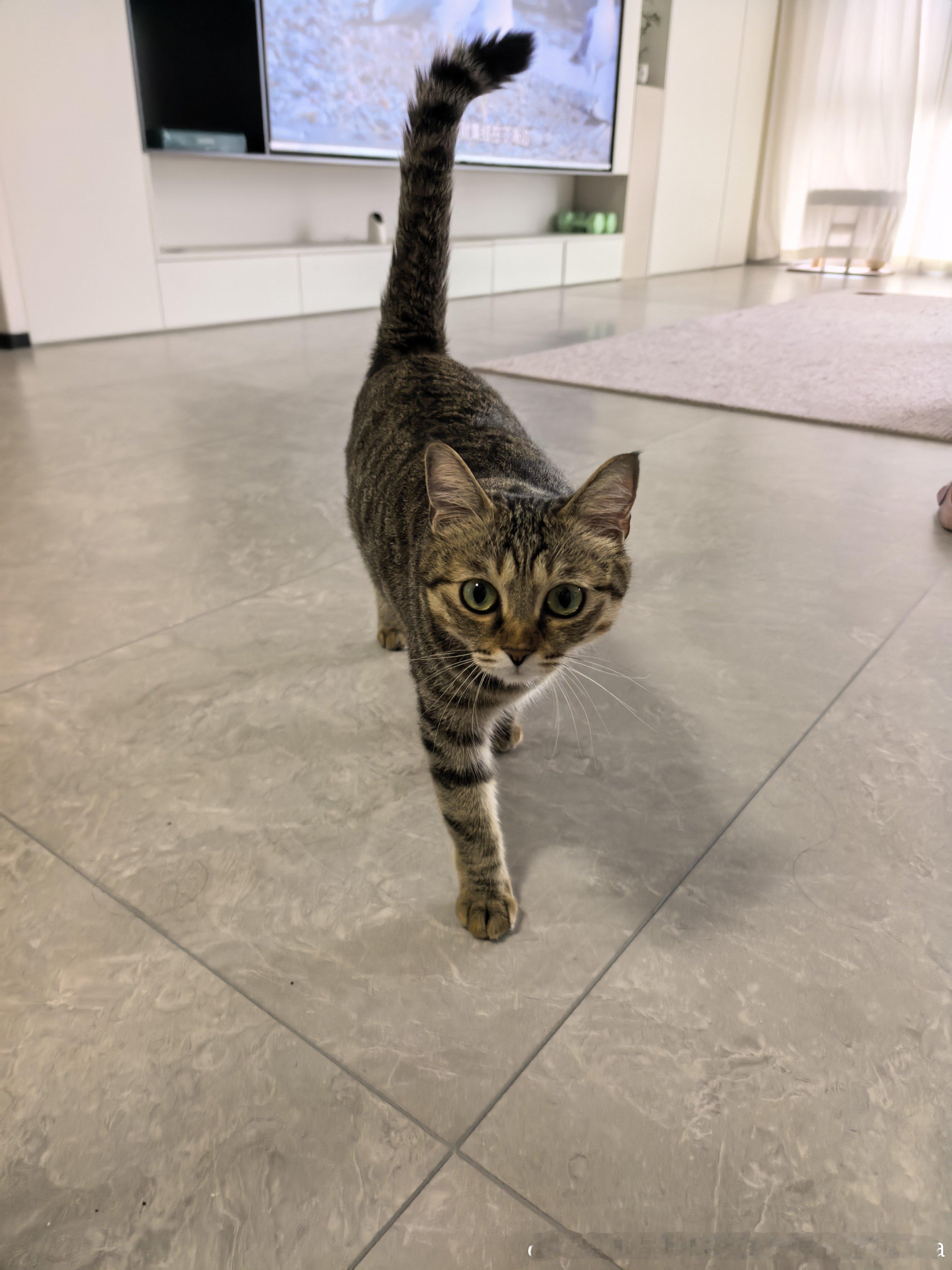 今天是饭团喂的猫[喵喵]星宝宝宝宝妮娜家的发财啊来福是只小狸花 ​​​