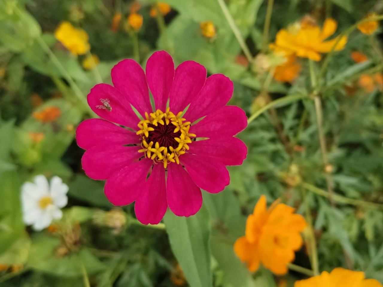请分享一下漂亮的花卉照片