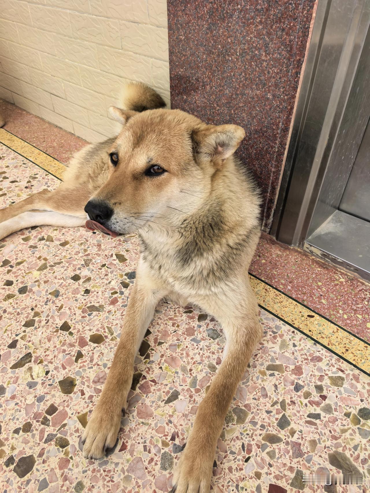 临近老家院门，最先迎接我的是家里的田园犬富贵，都不知道如何形容她的欢喜，反正我都