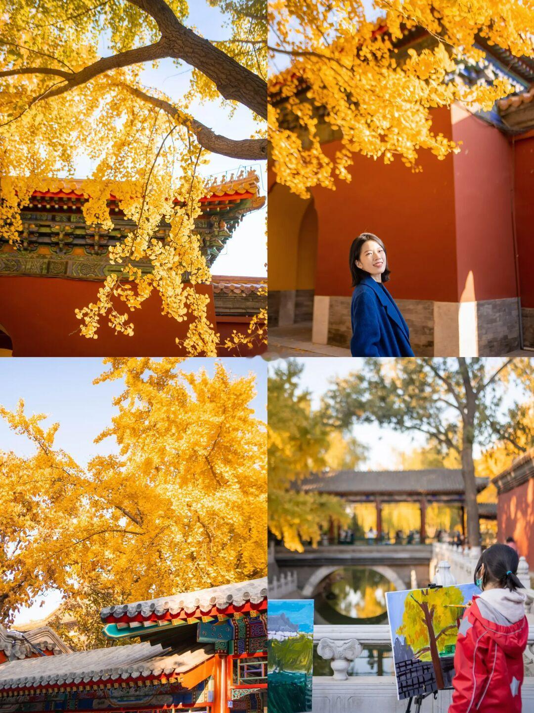 银杏🍂一年之中最期待的，是中山公园的秋天