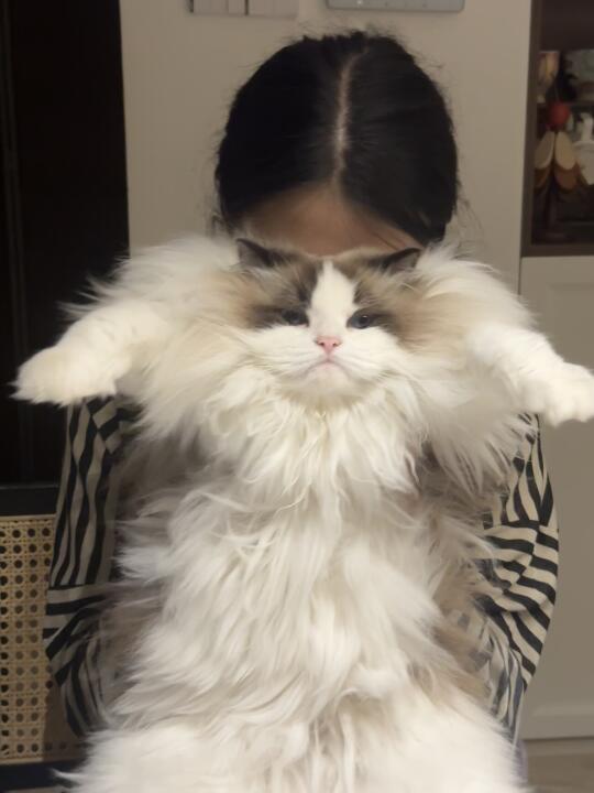 嘴巴鼓鼓🐱