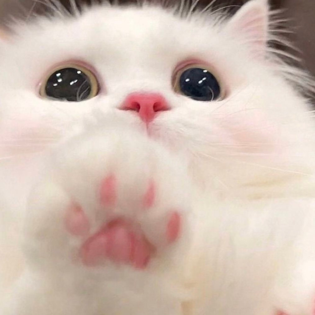 【4997】小猫爪ฅ 