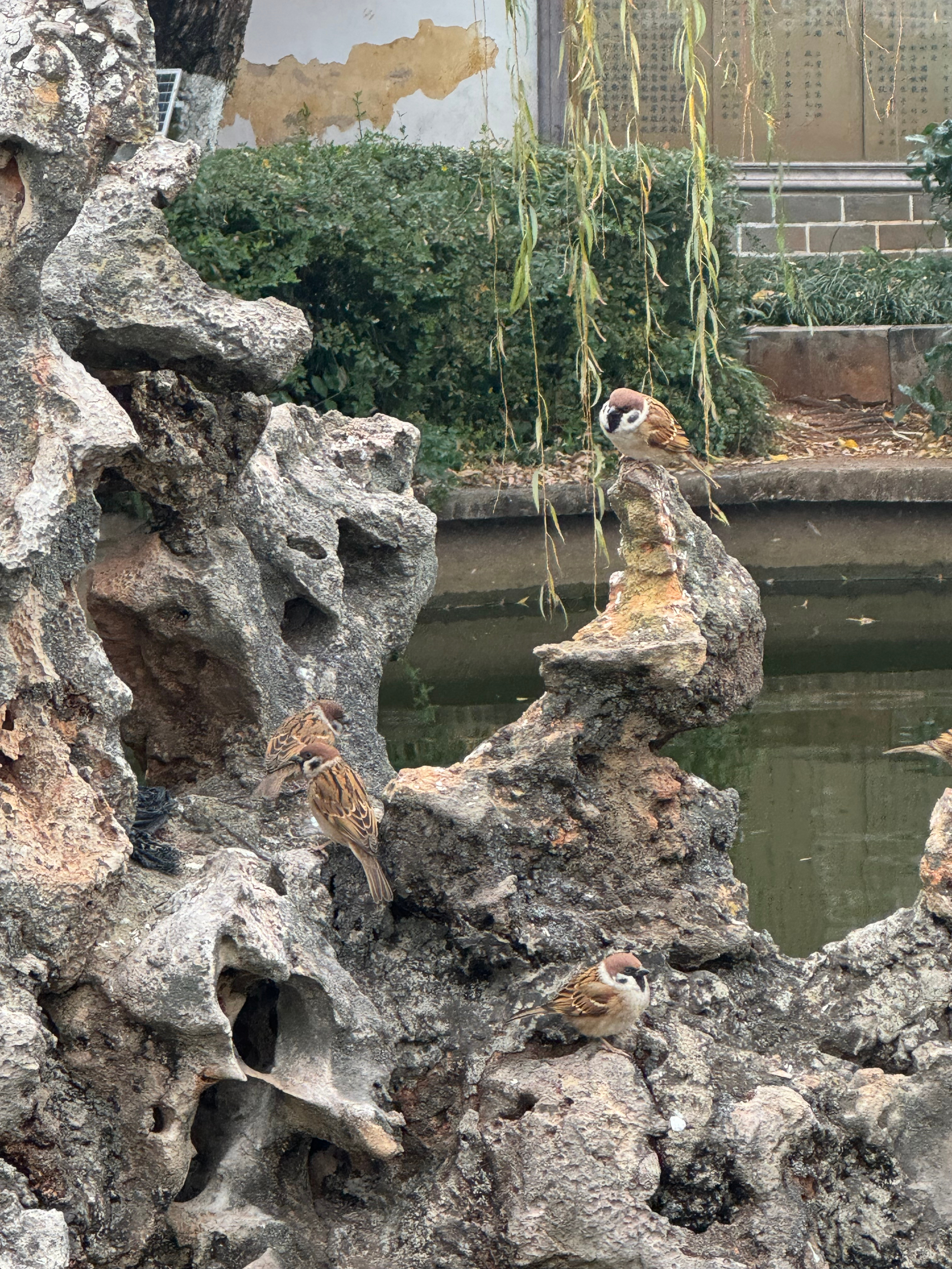 春游搭子不一定是人，也可以是一种状态。今年春天我决定做自己的搭子，一个人去植物园