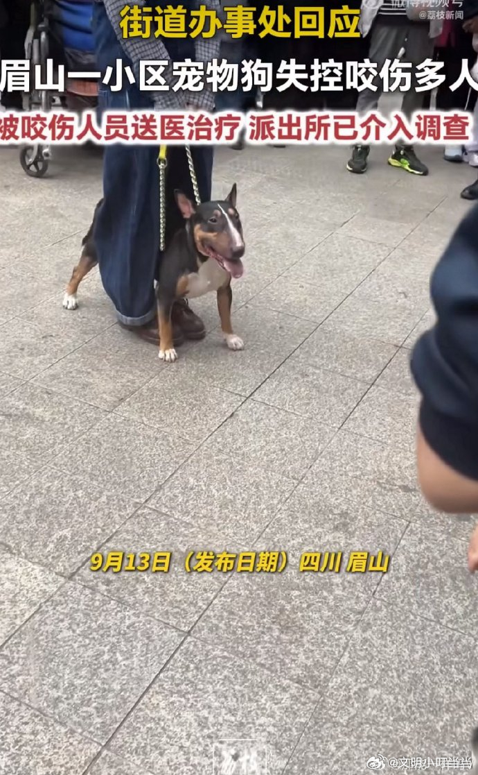 眉山一小区宠物狗失控咬伤多人 牵着狗狗的女士好孤单好无助，任何时刻只有忠犬陪伴在