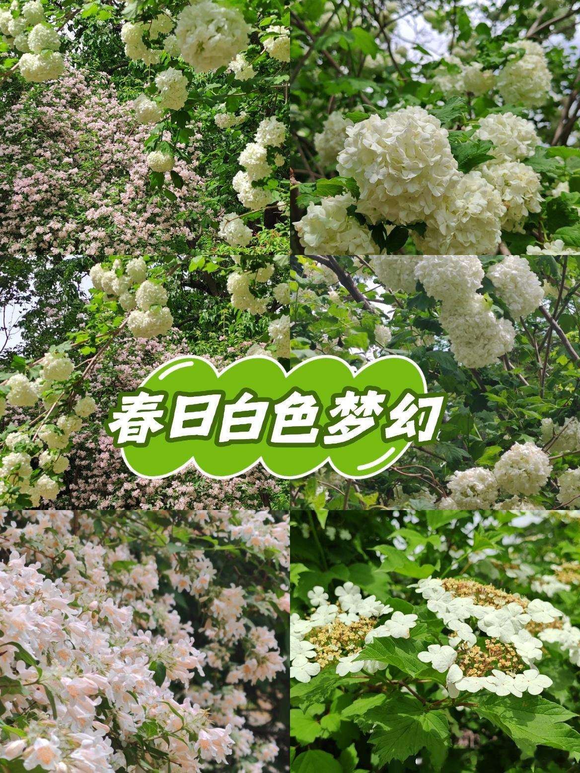 国家植物园的春日白色梦幻：木绣球、流苏、白色猬实、欧洲荚蒾木绣球 又到了赏花拍照