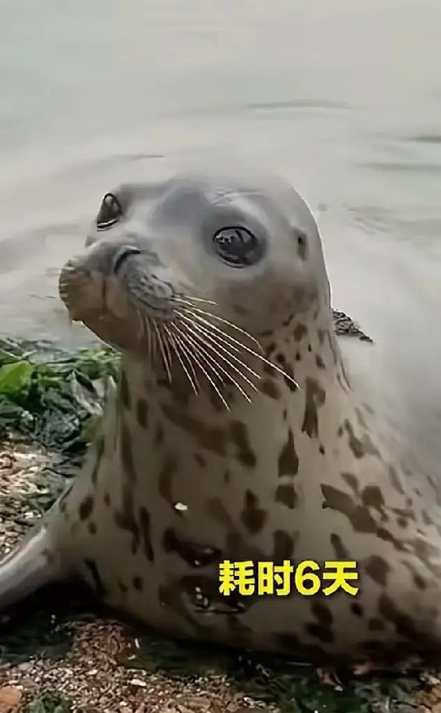 6天后，斑海豹娜娜泪眼婆娑回到大长山岛！

网上欢喜的、担忧的吵的不可开交，无论