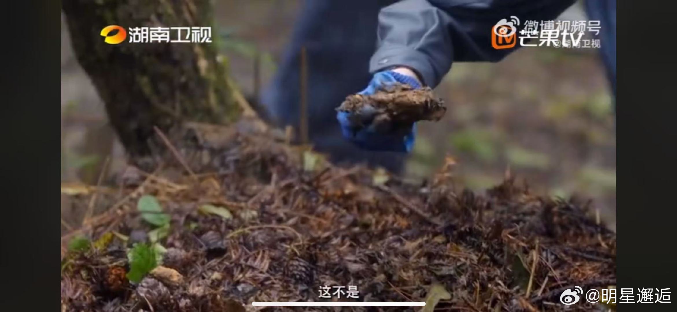 汪涵卓沅在湖南山上挖天麻 去湘当有味的地方趣味山野任务！汪涵卓沅在雪峰中药谷动手
