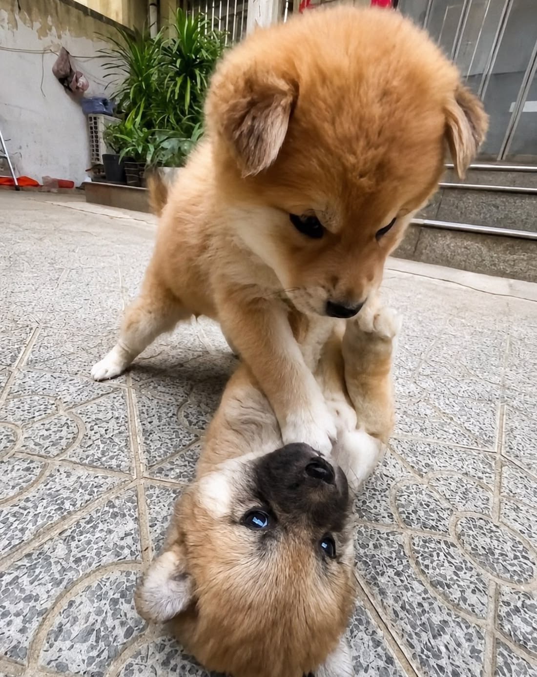 小狗味(-‧̫ -`ᐡ) 