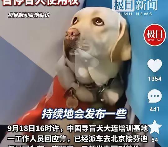 冒雨爬山还用盲杖打导盲犬芬迪！记者登门盲人工作地点，他的同事说了实情！
后续来了
