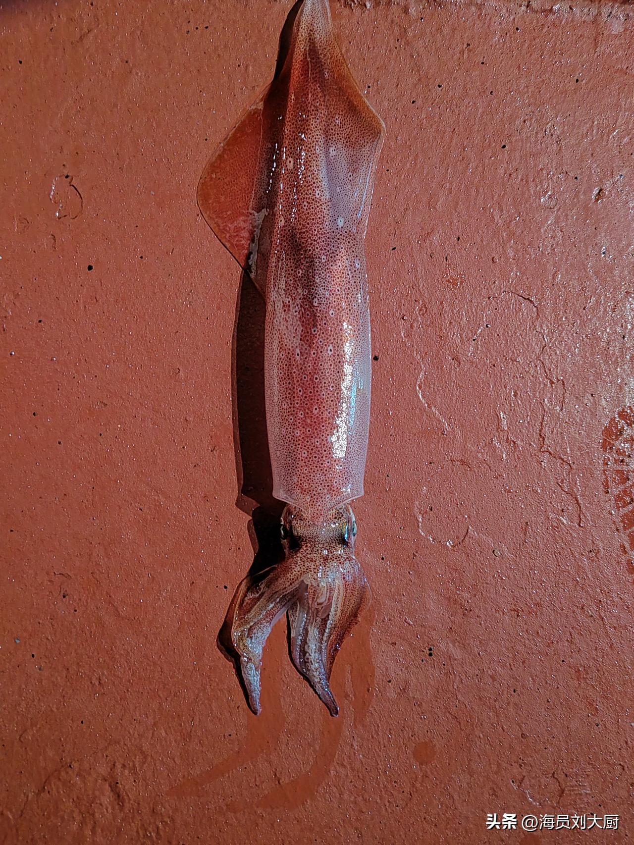 也不知道是什么原因，这次来澳洲很难钓到鱿鱼了，昨天晚上三个人钓了有十条鱿鱼吧，今