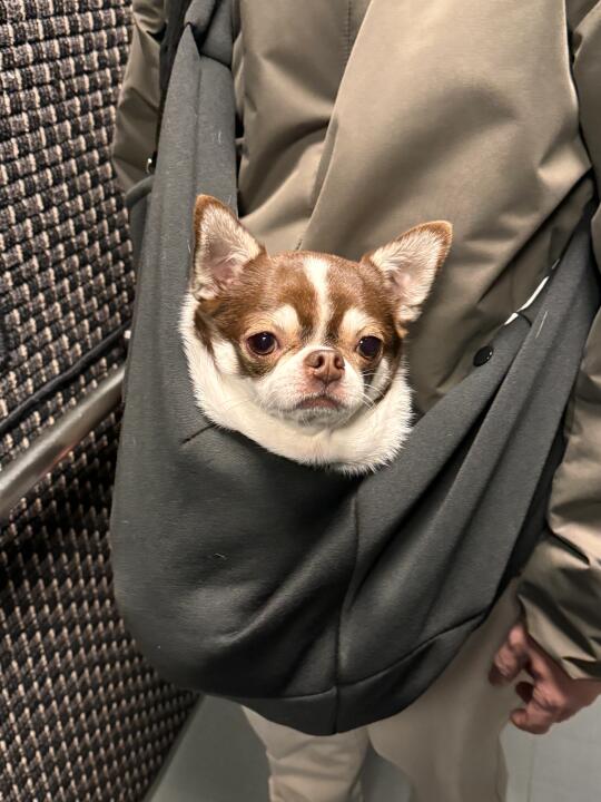 和狗子一起生活在日本｜吉娃娃