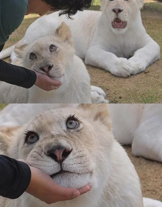 大猫猫 