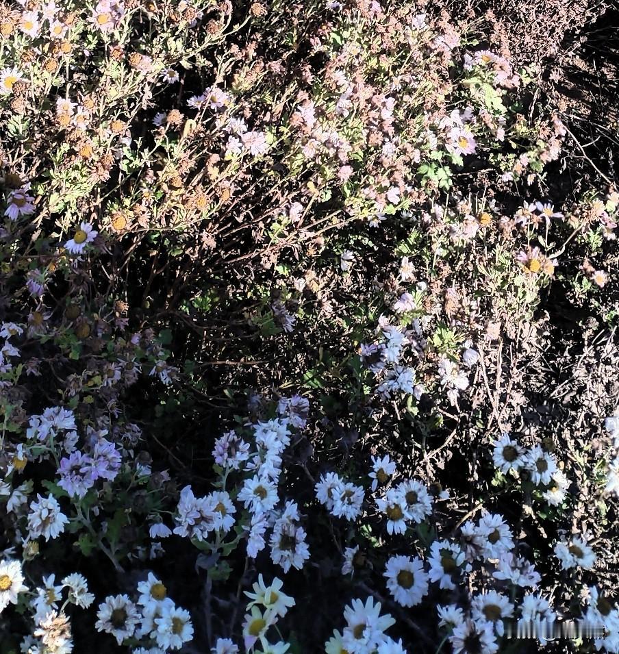 我发现了，一条吃两顿正好，特别是对懒得运动的人来说，晚上拿一顿就不吃了。
我有个