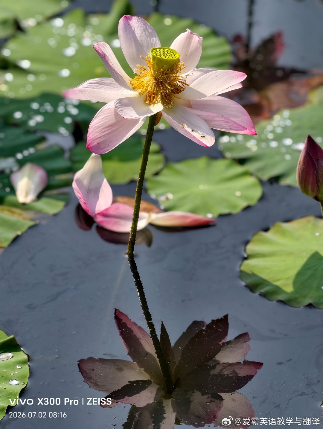 夏日粉荷挺立碧池，清雅动人～ 
