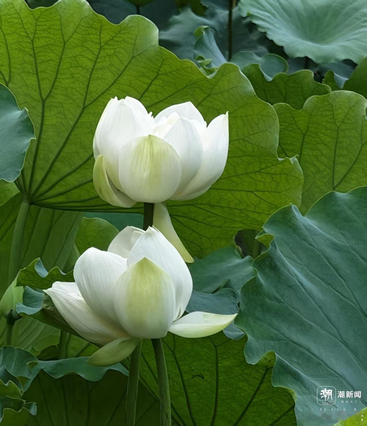 行行摄摄荷花仙子图鉴 出淤泥而不染，是骨子里的清白；濯清涟而不妖，是骨子里的淡然
