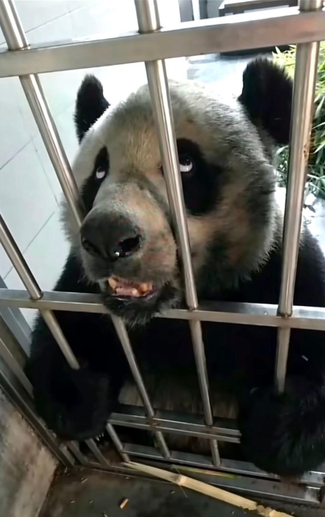 金虎是刚从坑里爬出来的吗？ 