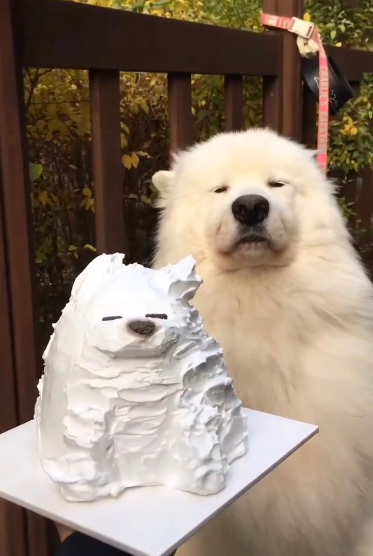 狗狗（右一）和蛋糕 