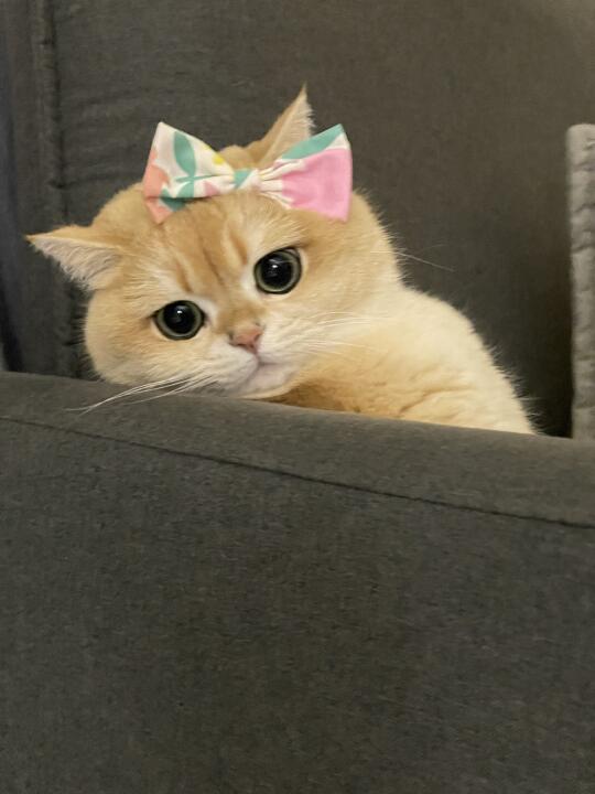 小猫咪也会有烦恼