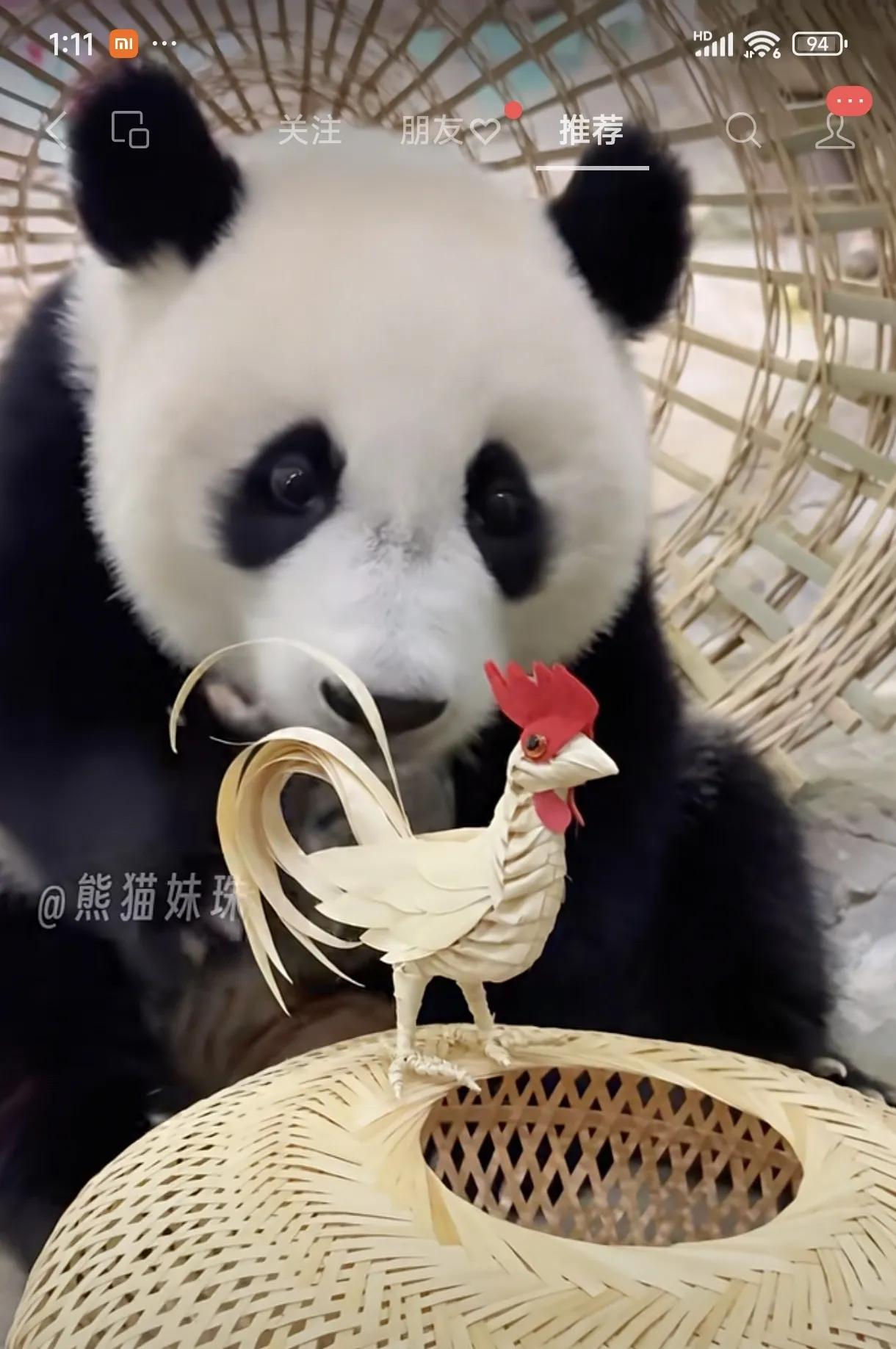 广州长隆野生动物园妹珠收到了很多丰荣，有鸡有鱼有竹笼，妹珠躲在竹笼子里玩，以为很