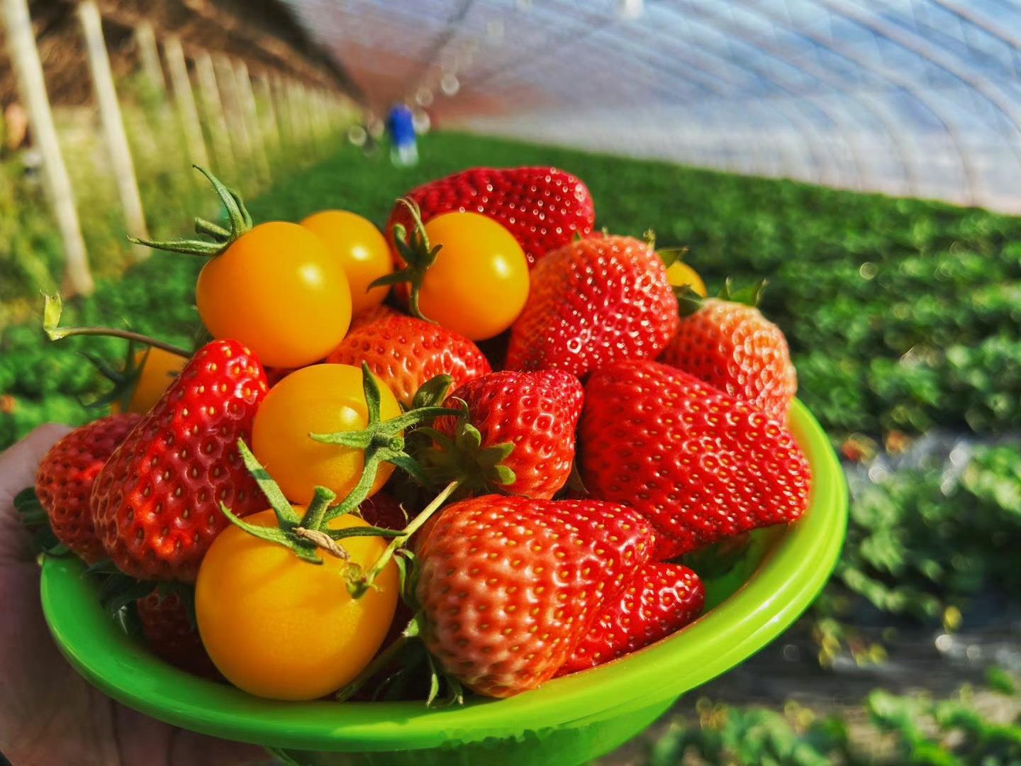 草莓这些年可冤死了草莓是最脏水果纯属自媒体炒作【别再冤枉草莓！“最脏水果”说法无