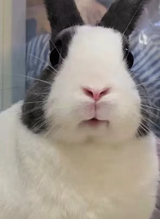 你好，这是兔的证件照🐰
