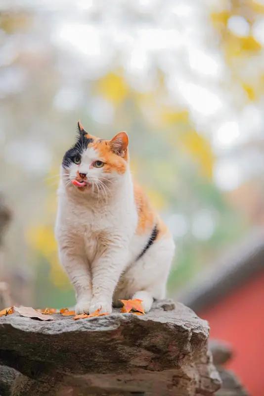 标题：** 失落的回忆：当你忘了我曾经的模样 **
 在岁月的长河中，我们曾携手