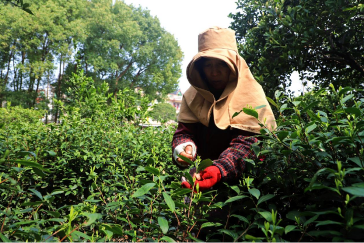 皋亭山下，明前头茶开采，今年的茶叶有何特点？