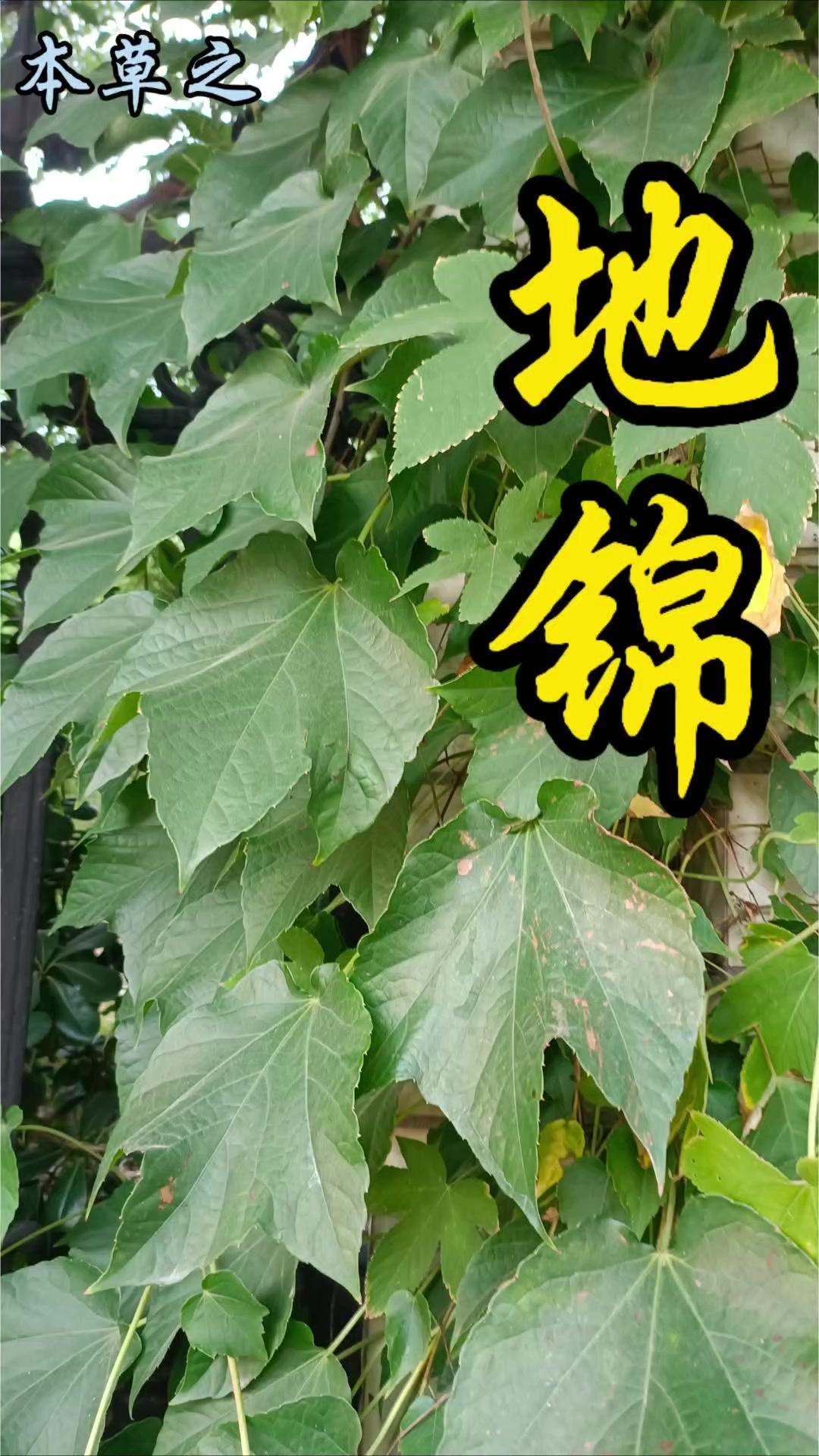 建筑物外墙常见的爬山虎，学名地锦，属葡萄科木质藤本植物。它叶片常呈掌状3浅裂，边