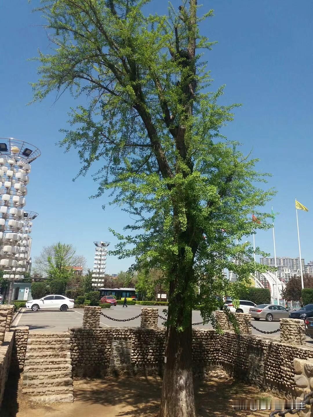 上了岁数的树在金州被保护起来了！