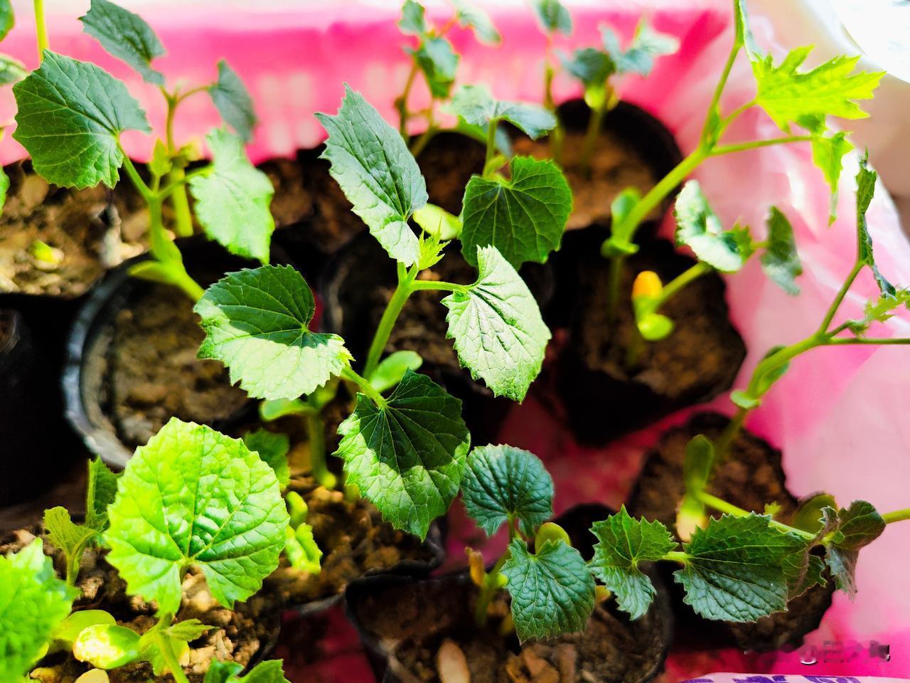 进入四月份，是各种瓜果类蔬菜种植与移栽高峰期，怎么种植与移栽才能使瓜果蔬菜成活率