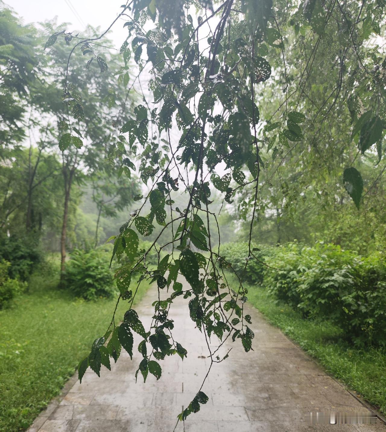 晒图笔记大赛雨后的景色格外清新自然，不去看雨后的花，不去看雨后绿油油的树叶，单单