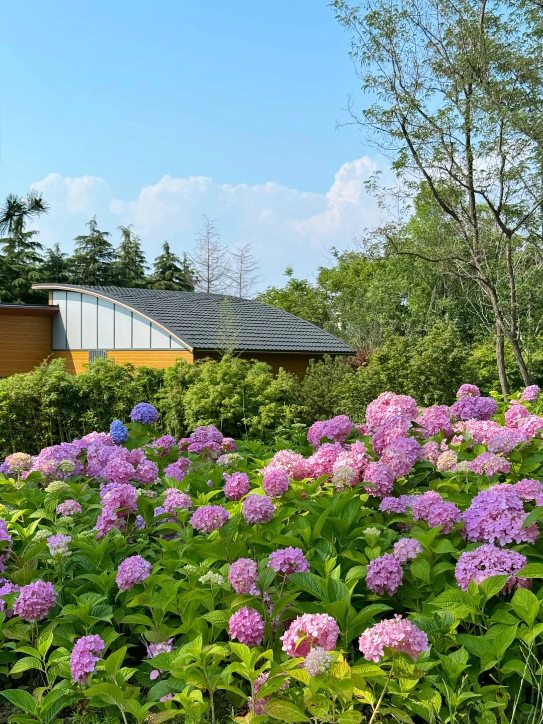 青岛绣球季到‼️浮山森林公园真的封神了…