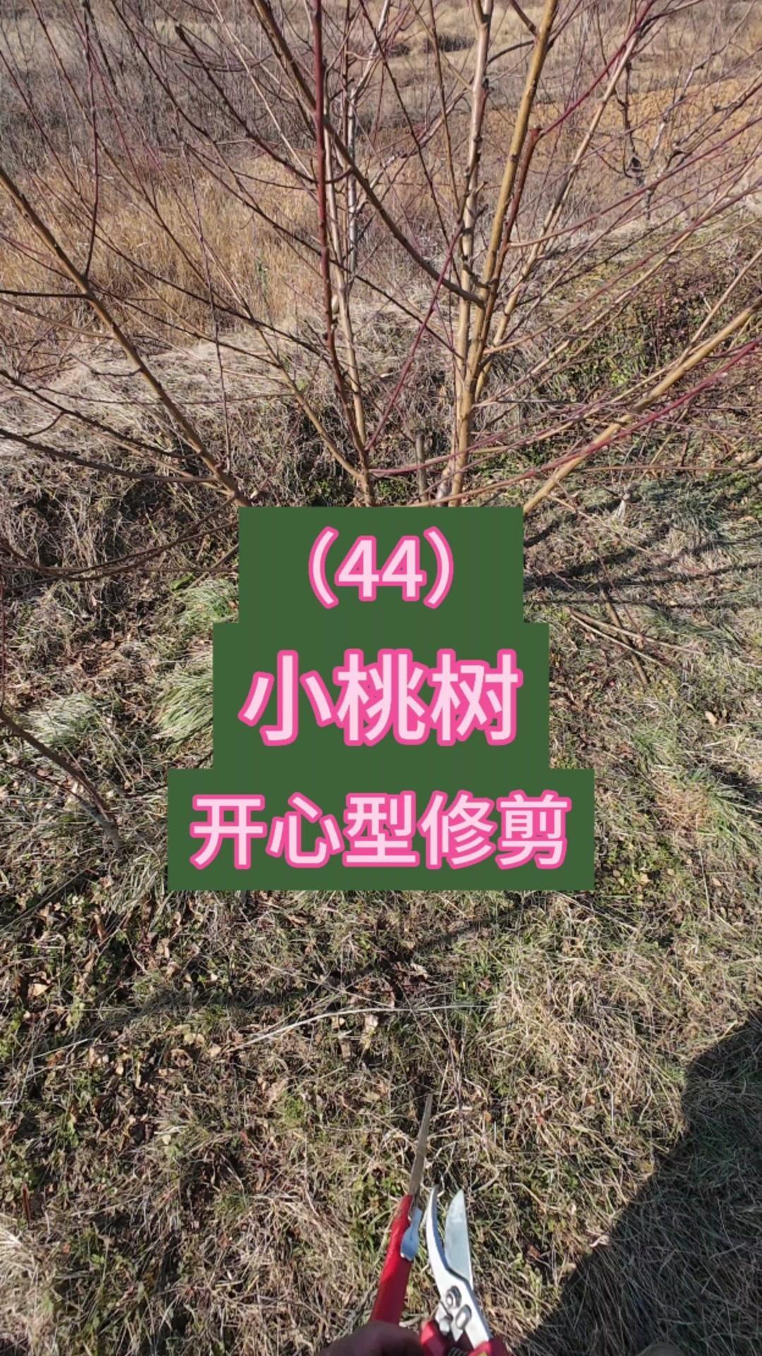 开心型小桃树修剪方法(44)📝5步教你桃树开心型修剪，来年结果翻倍！
这棵桃树