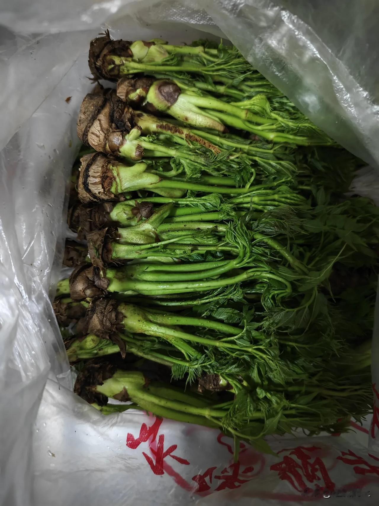 最新鲜的刺嫩芽，用水焯一下沾鸡蛋酱，那味道和营养没得说！
其实要有刺嫩芽的枝条，