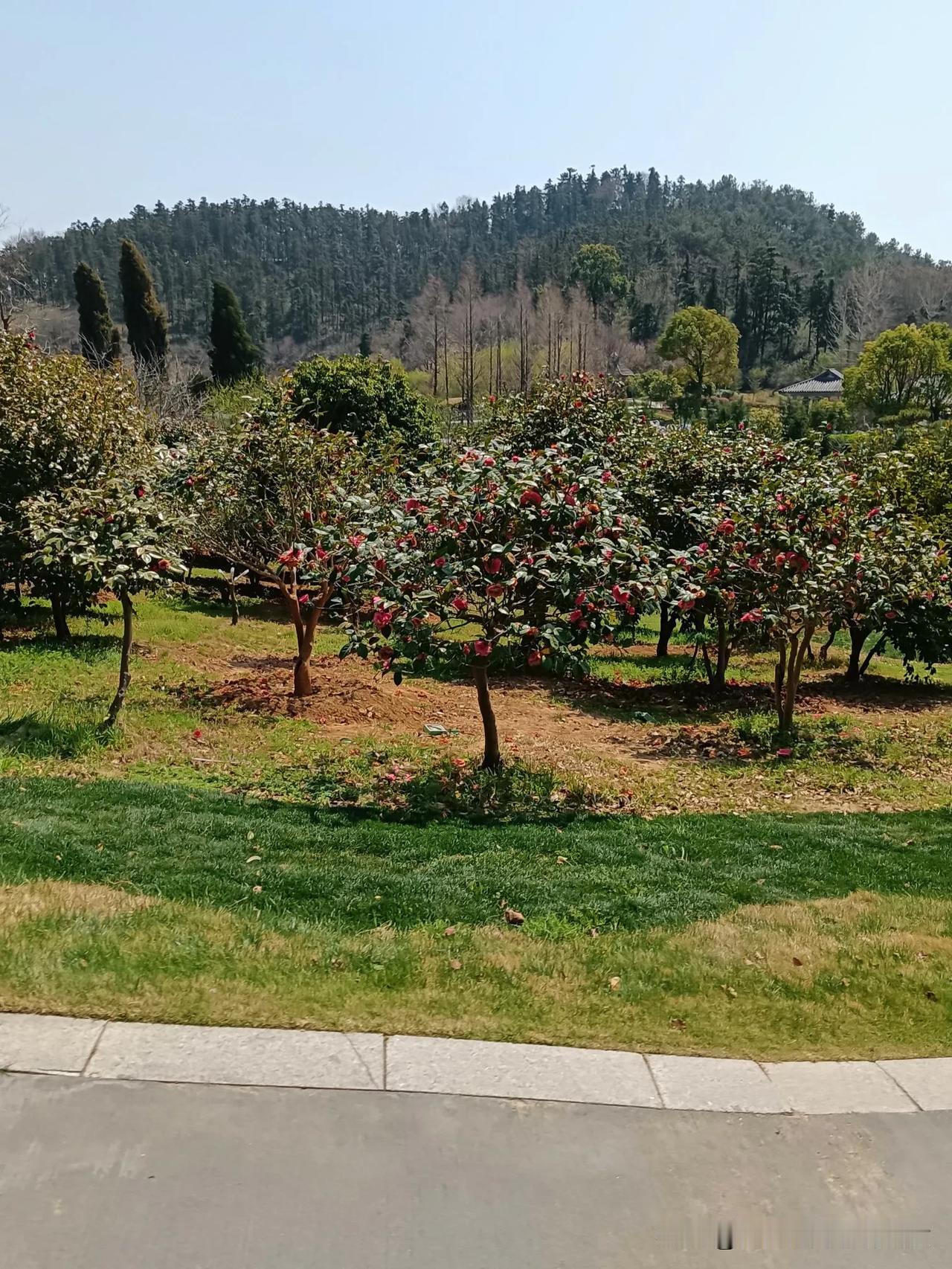 随手拍旅行银杏湖的春天，到处都是花的味道！