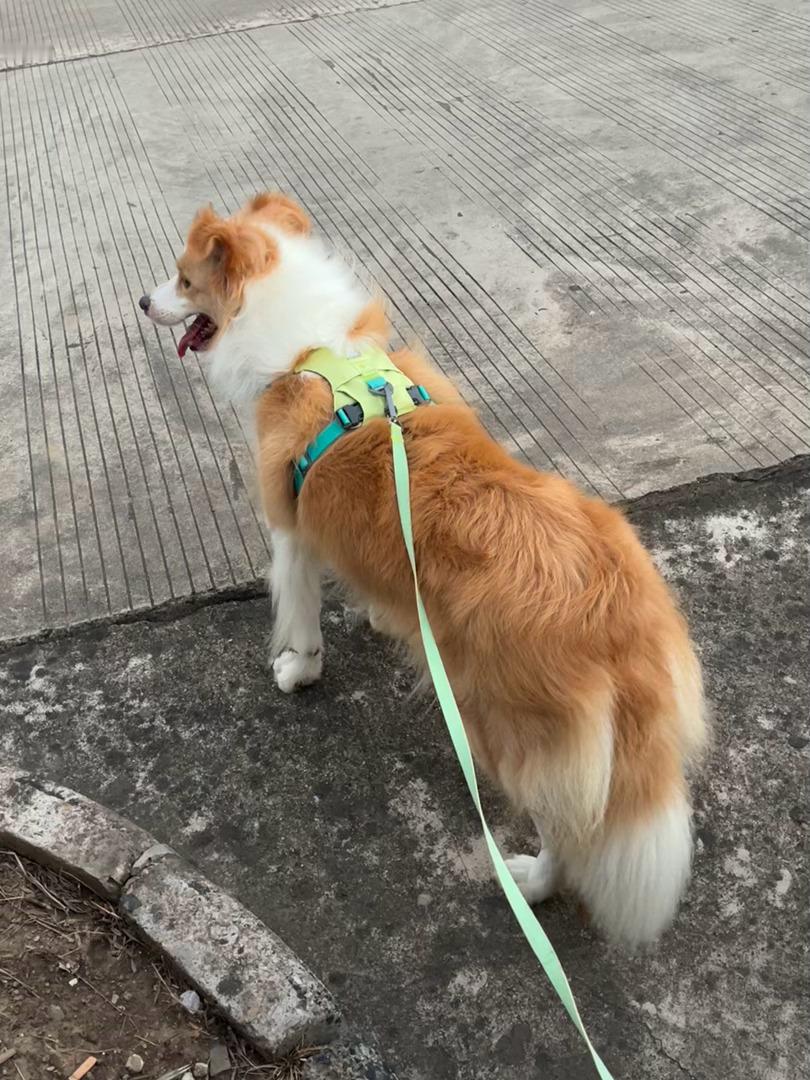 又在长江边等日出了千岁日记