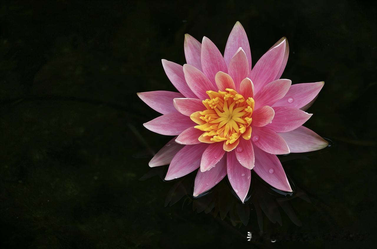 幽塘墨色掩清光，
粉瓣舒金带露香。
不向尘嚣争艳色，
独栖寒水自端庄。