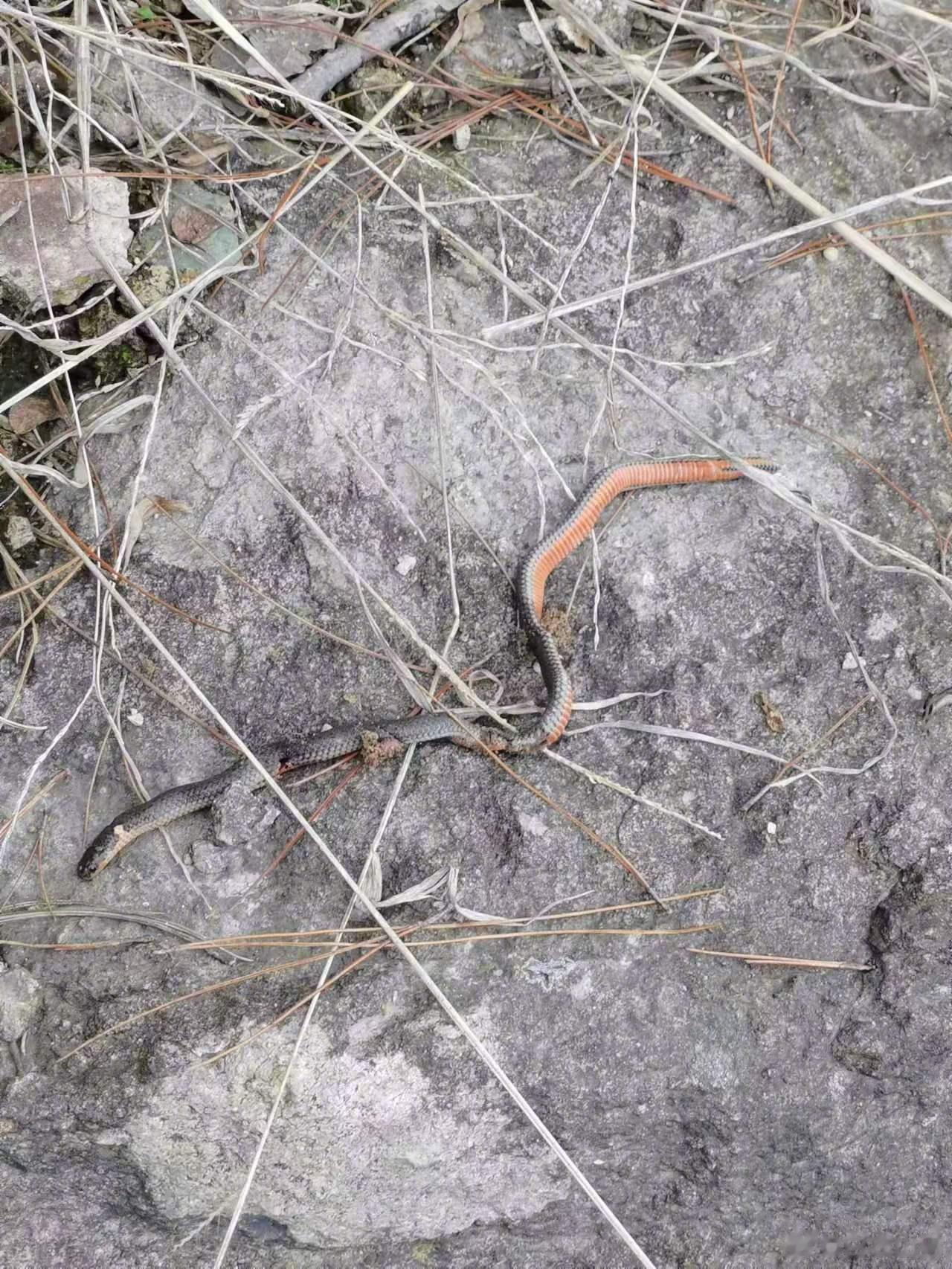 可怜的钝尾两头蛇，筷子大小，只捕食蚯蚓、昆虫为主，无毒，对人无害，却被人打死了。