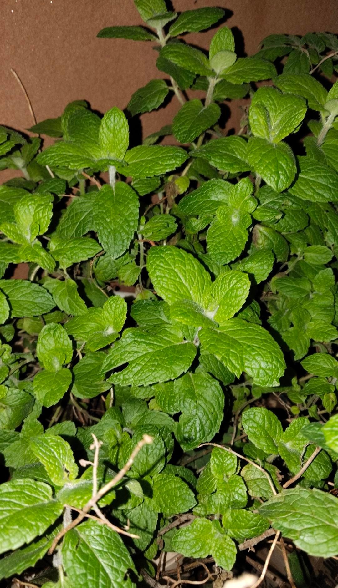 写稿写通宵，第二天上班像条晾衣绳，这就是我把创作当命的下场。
挑战赛很香，可如果