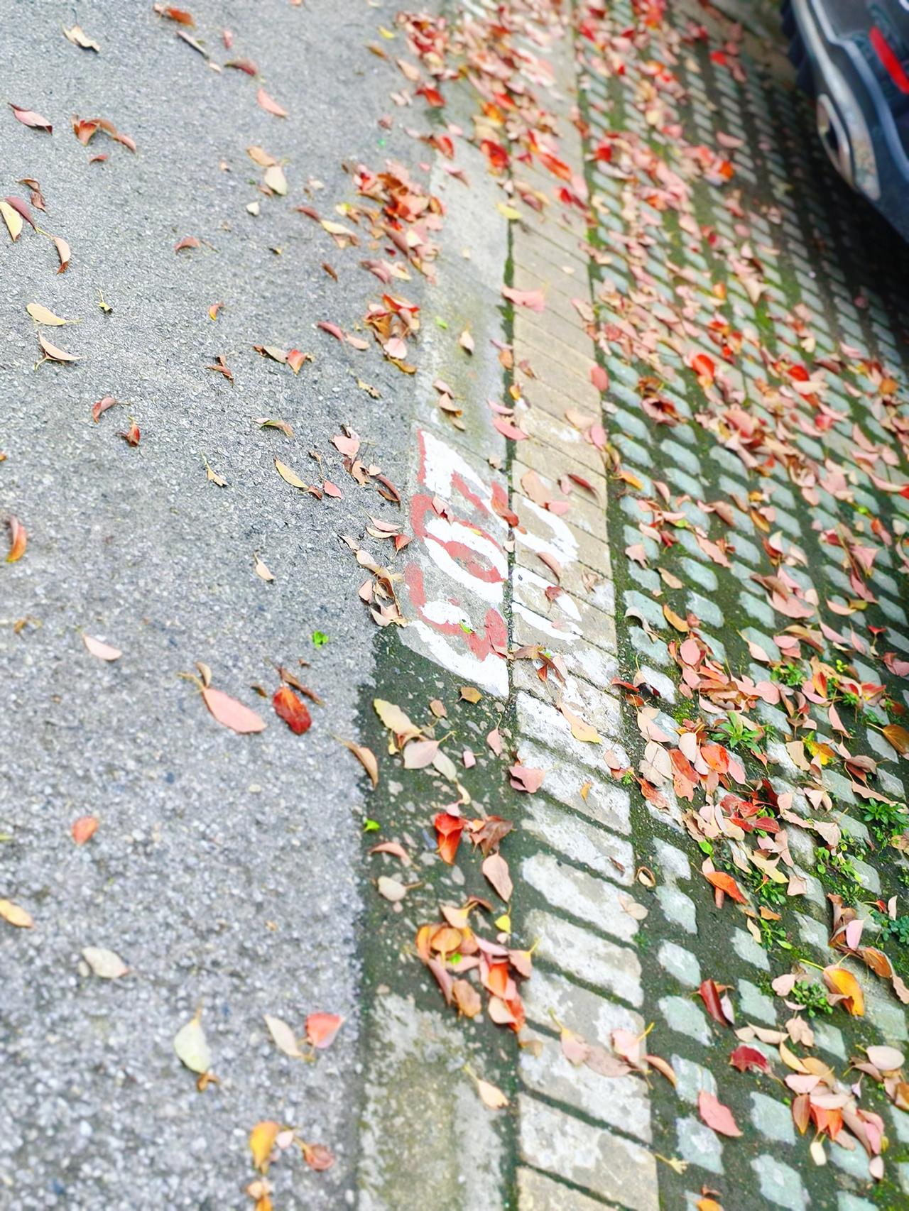 日子平淡，
偶尔懒散，
但总有小事，
让人开心。
比如呢，
看一阵风，
吹落叶。