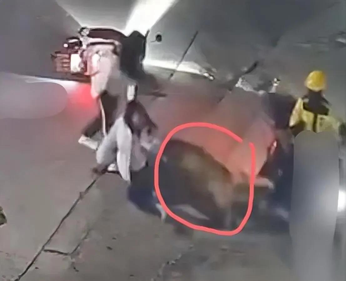 汕头狗主人悔惨了！

2026首例遛狗不拴绳被抓

谁能想到，新规实施后还有人敢