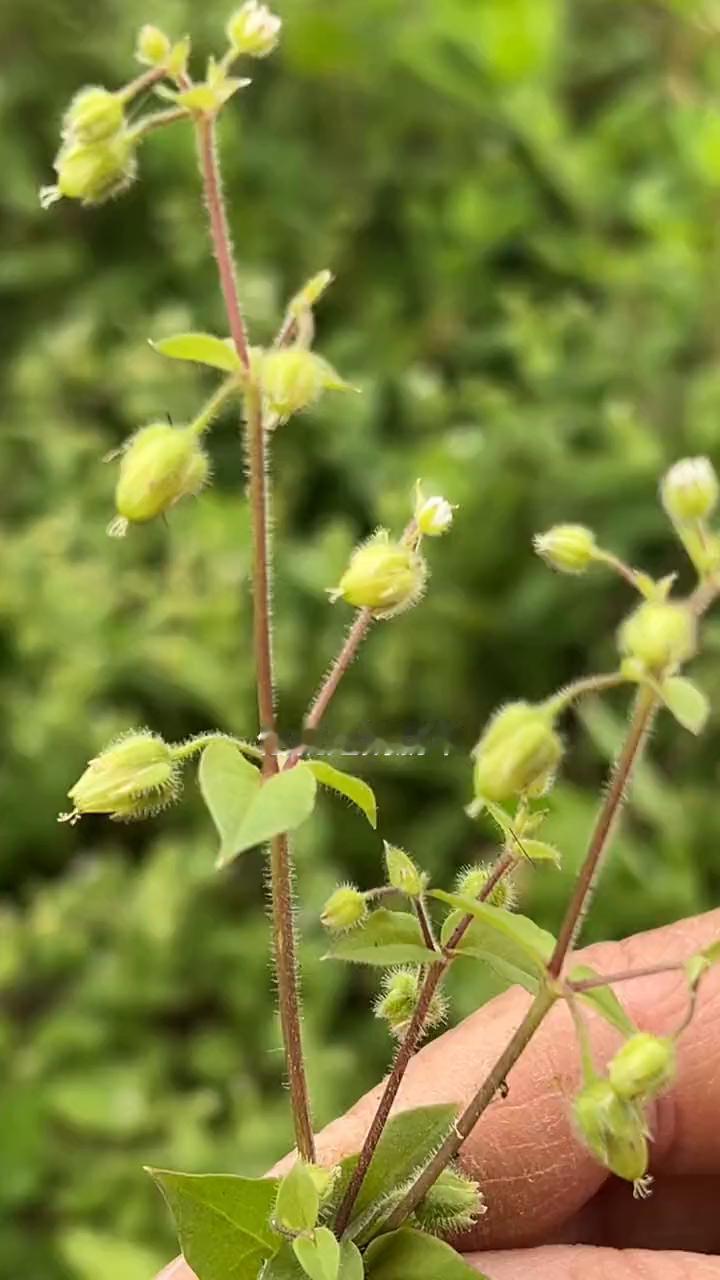 如果你的菜地里也有这种植物，那你千万别把它当杂草，懂得价值的人给钱都不换，它就是