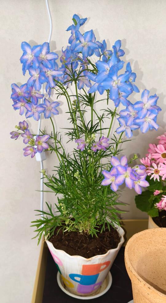 小花飞燕花友返图🙊太美啦