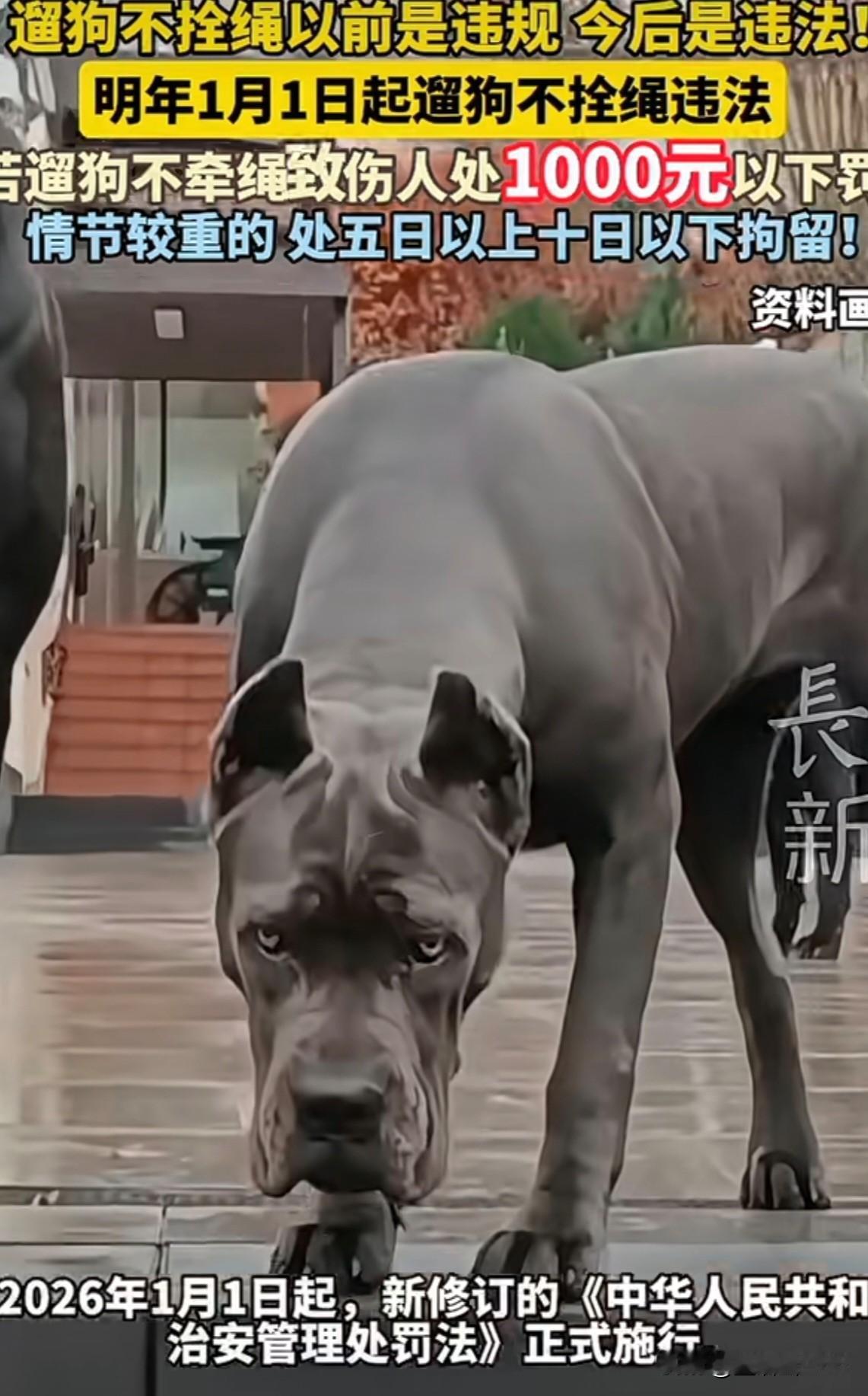 养狗的朋友们可得注意了！以后再遛狗不拴绳可就是犯法了！
从2026年1月1日我国