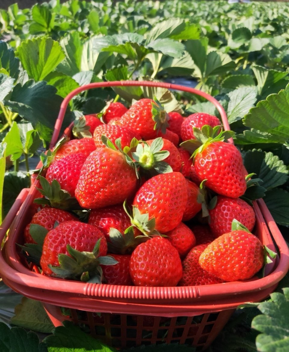 #大妈的精选#  冬日必吃 —— 【 四川攀枝花露天草莓 】，天然种植，口感纯正
