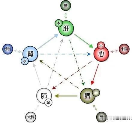 中医之道：肝、肺、心与胆、大肠、小肠的奥秘

在中医的理论体系中，人的身体被视为