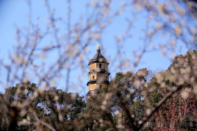 春韵风流
 
裁云妙笔韵何娇，
更胜龙章御墨韶
拂起千丝罗带舞，
夭桃初绽绛唇娇