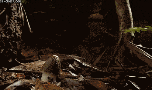 那个网原来是这样长出来 