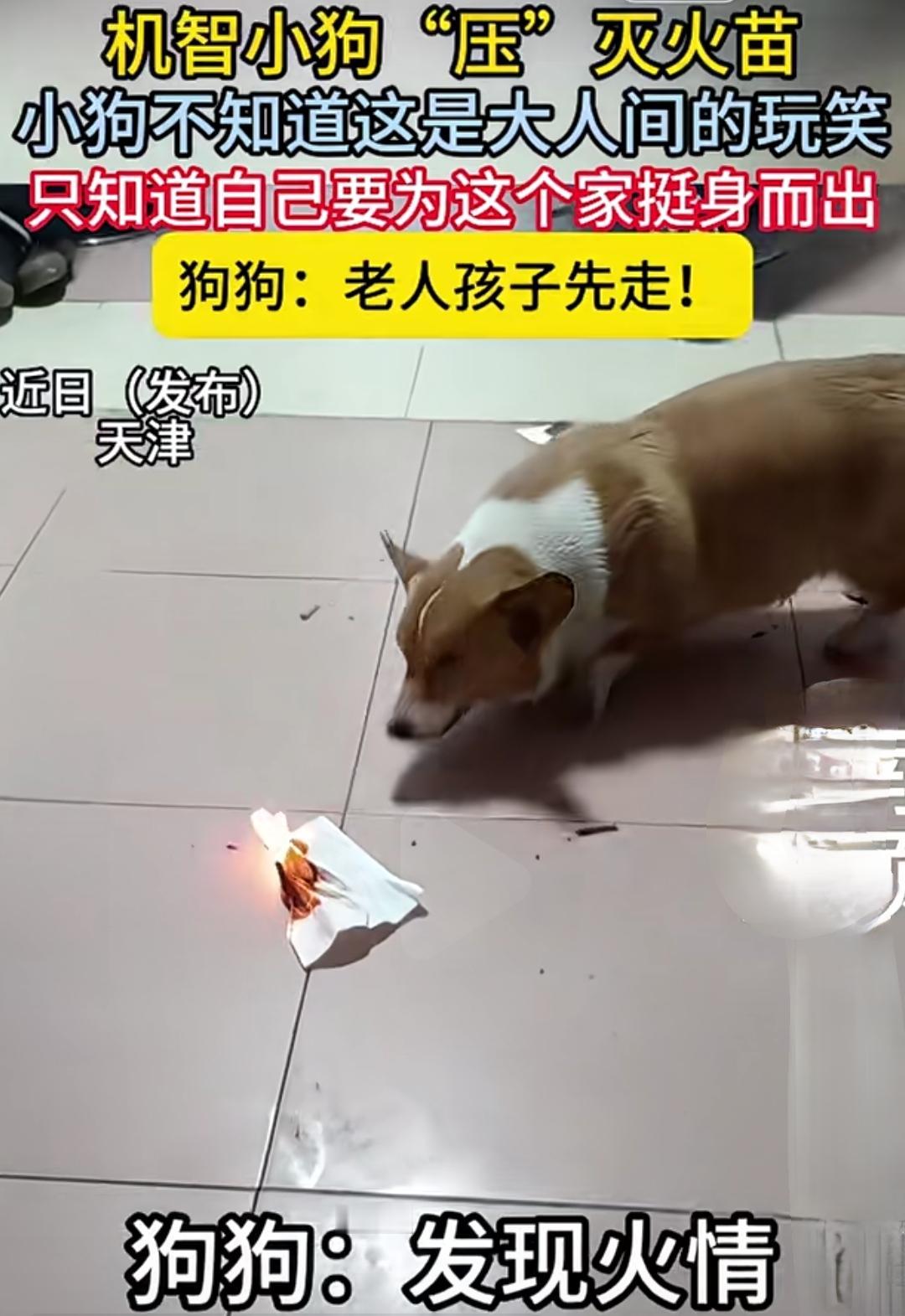 天津，这座城市的故事总是那么热闹又充满温情。今天的主角是一只名叫“勇勇”的机智小