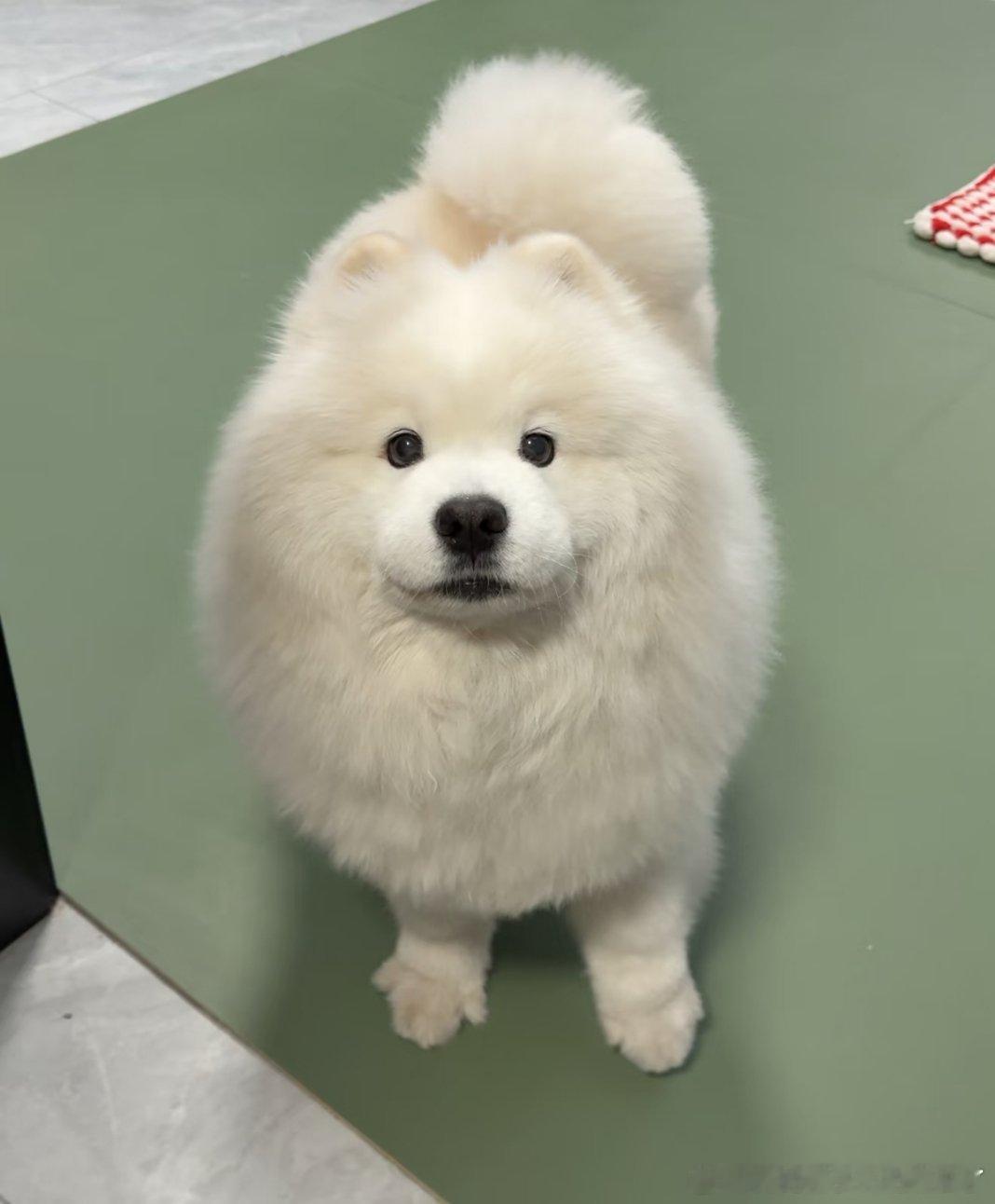 狗子上了年纪也会变得慈祥岁月不止改变狗狗的样貌，也打磨了它的性子。从前爱争爱闹，